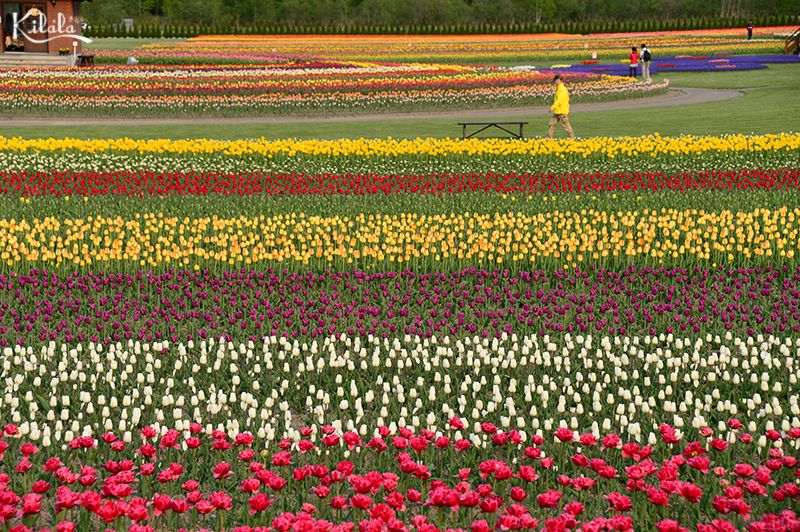 hoa tulip ở Kamiyubetsu